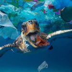 plastic is harmful for marine animals