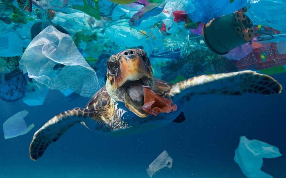 plastic is harmful for marine animals