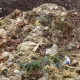 biomass wastes