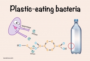 pet-eating-bacteria