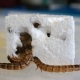 Polystyrene eating ‘Superworms’