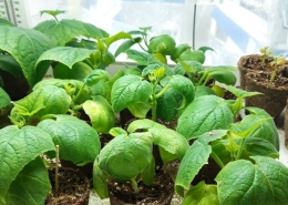 biopot