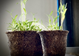 biopot